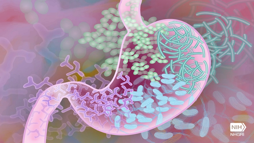 Tips for Quickly Improving Your Gut Bacteria